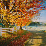 Country Dirt Road With Autumn Foliage Of A Large Sugar Maple In Vermont, USA